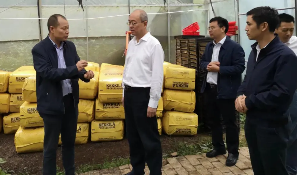 Xie Guanghua، پارٹی سیکرٹری اور روایتی چینی طب کی Jiangxi صوبائی انتظامیہ کے ڈائریکٹر، Anoectochilus پودے لگانے کے اڈے پر تحقیق کر رہے ہیں۔